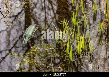 A green glass bottle pollutes the environment in a body of water near the shore Stock Photo
