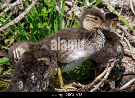 Mandarin Duck Duckling (Aix galericulata) on Llangollen Canal Stock Photo