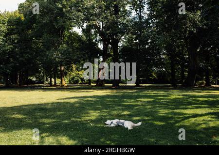 siberian husky dog laying on grass meadow in public park Stock Photo