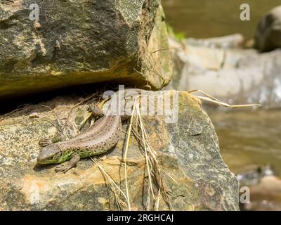 A lizard basks in the sun on a rock near a mountain river close-up Stock Photo