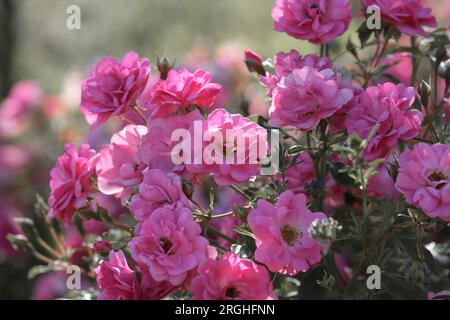 Rose bush with flowering pink roses. Bush of beautiful roses on bright summer day Stock Photo