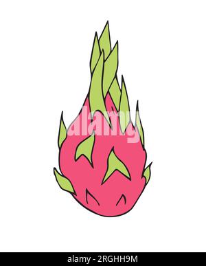 Vector hand drawn colored dragon fruit Stock Vector