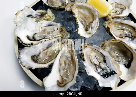 fresh fine de claire oysters shucked and placed on ice with white background Stock Photo