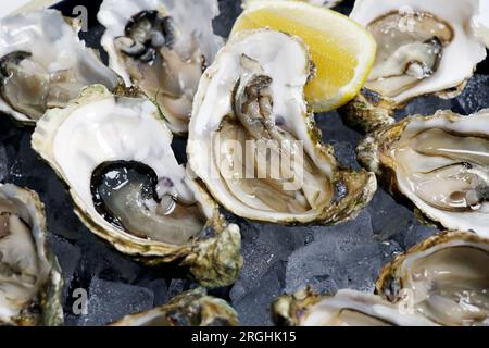 fresh fine de claire oysters shucked and placed on ice with white background Stock Photo
