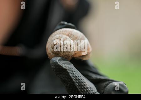 grape snail. large grape snail in black gloved hand in a summer garden. Slugs and snails. insects in the garden. Stock Photo