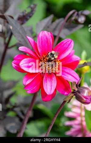 Bee on Dahlia flower in Butchart Gardens Stock Photo