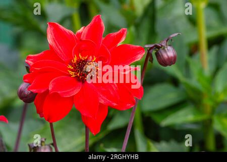 Dahlia in Butchart Gardens, Victoria, British Columbia. Butchart Gardens is a 'must see' fifty-five acres of stunning floral show gardens. Stock Photo