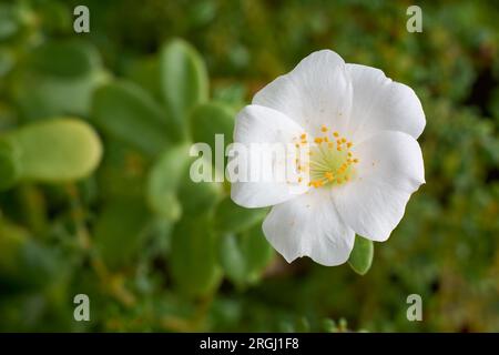 top view of white moss rose or mexican rose in the garden background, portulaca grandiflora, soft focus of popular flower aka eleven o'clock, purslane Stock Photo