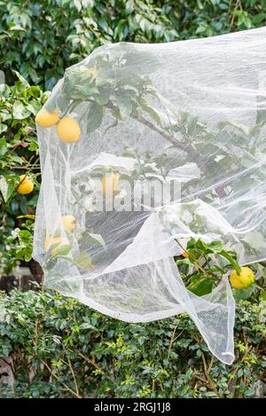 Ripe Eureka (Citris limon) lemons under a bird net, hanging from a backyard lemon tree in a Sydney, Australia garden Stock Photo