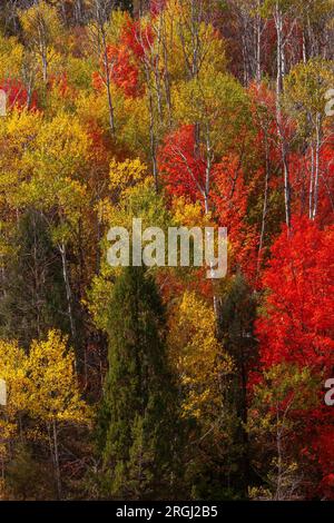 Aspen and maple along Logan Canyon Scenic Byway in fall, Logan Canyon, Cache County, Uinta-Wasatch-Cache National Forest, Utah Stock Photo