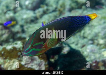 Adult Yellowtail Coris, Coris gaimard, Labridae Family, California Dreaming dive site, Lembeh Straits, Sulawesi, Indonesia Stock Photo