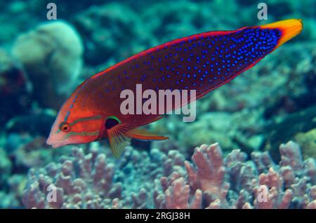 Immature Yellowtail Coris, Coris gaimard, Labridae Family, California Dreaming dive site, Lembeh Straits, Sulawesi, Indonesia Stock Photo