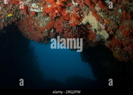 Glomerate Tree Coral, Spongodes sp, at swim-through entrance, Angel's Window dive site, Lembeh Straits, Sulawes, Indonesia Stock Photo