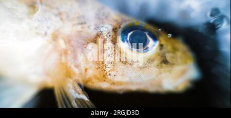 Gymnocephalus cernua hi-res stock photography and images - Page 2 - Alamy