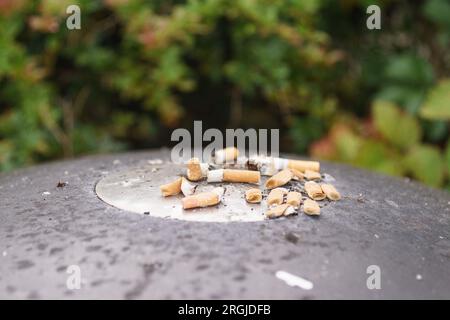 Cigarette butts on top of a litter bin. Stock Photo