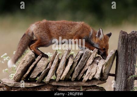 FOX (Vulpes vulpes) investigating a wall, UK. Stock Photo