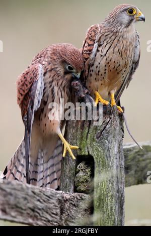 KESTREL adult and younger bird on post with prey, UK. Stock Photo