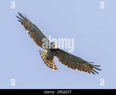 Soaring Short-Toed Snake Eagle Stock Photo