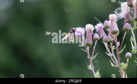 Insects approaching and sitting on blooming Creeping Thistle Stock Photo