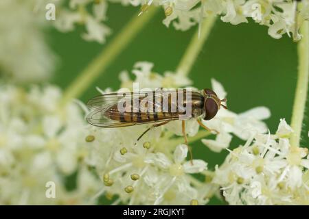 Natural closeup on a small marmalade hoverfly, Episyrphus balteatus sitting on a white flower Stock Photo