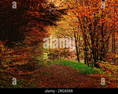 Atmospheric autumn forest. Yellow and orange leaves on the trees in the morning forest. Beautiful background. Stock Photo