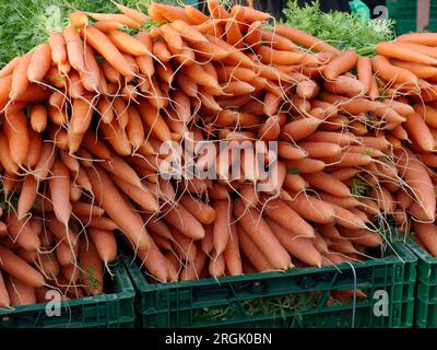 Bunches of colorful orange carrots with green tops held in a market Stock Photo