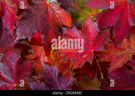 Beautiful red fall maple leaves, top down view. Stock Photo