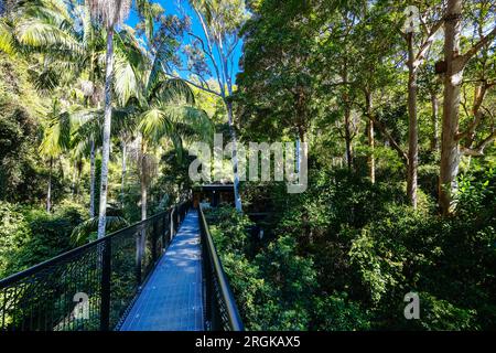 MT TAMBORINE, AUSTRALIA - JUL 30 2023: The stunning Tamborine Rainforest Skywalk on a warm winter's day at Mt Tamborine, Queensland, Australia Stock Photo