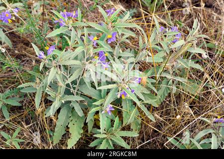 Greece, flowering  silver-leaf nightshade a toxic plant Stock Photo