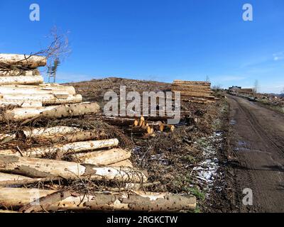 Felled timber log pile in woodland, felled tree trunks, forest Stock Photo