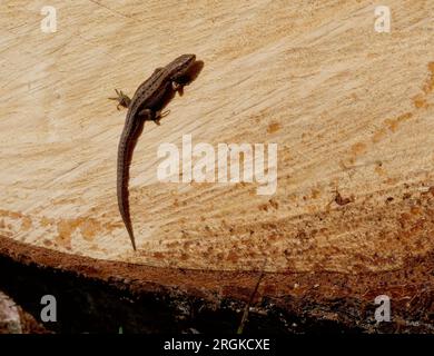 Wood lizard sunbathes on a felled tree, common lizard Stock Photo
