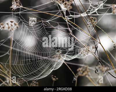 Frozen spider web. Frozen nature. A cobweb on the grass in a woods covered by iced frost and sunny weather. Stock Photo