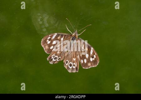Speckled wood butterfly, Pararge aegeria, resting on an inside window. Stock Photo