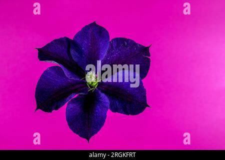 Closeup view of a clematis flower head isolated against a pink background Stock Photo
