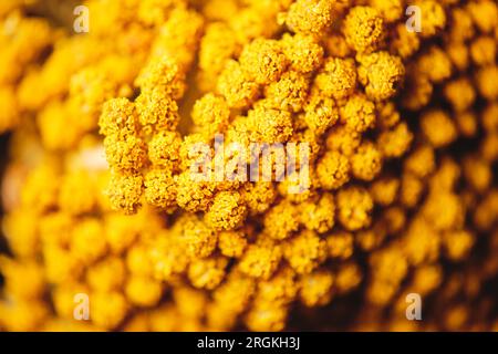 Macro closeup to camera of blossoming bright flowers of mimosa with yellow petals growing outside Stock Photo