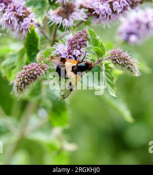 The Pellucid Hoverfly or Great Pied Hoverfly butterfly feeds on nectar in the middle of a flower. Stock Photo