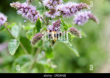 The Pellucid Hoverfly or Great Pied Hoverfly butterfly feeds on nectar in the middle of a flower. Stock Photo