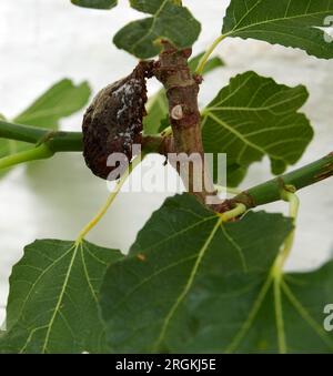 Fruit of the Fig (Ficus carica)rotting on the plant, Alternaria rot is primarily a problem on ripe fruit, especially when rains occur during harvest. Stock Photo
