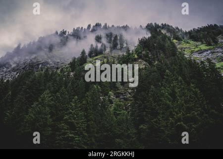 Green mountain, trees on the mountain in between fog Stock Photo