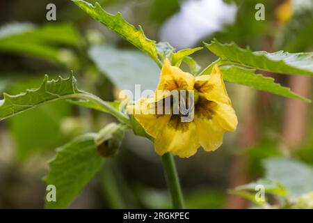 Tomatillo plant growingin a garden in the UK Stock Photo