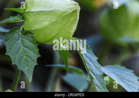 Tomatillo plant growingin a garden in the UK Stock Photo