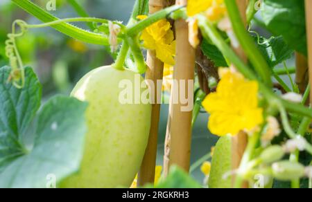 Cucumber begining to ripen on the vine in a steamy greenhouse. Cucumis sativus 'Crystal Apple variety. Stock Photo