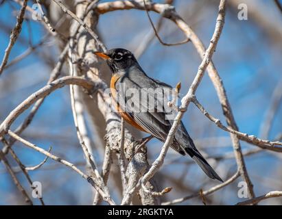 A beautiful American Robin perches in a tree in a Texas park during its spring migration. Stock Photo