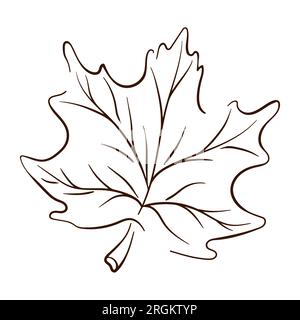 Maple Leaf. Vector Vintage Engraved Illustration. Isolated On