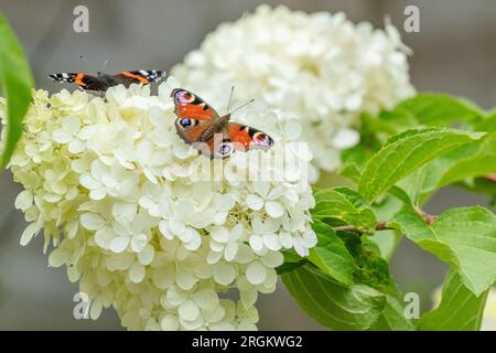 Two butterflies (red admiral and peacock) feeding on a hydrangea paniculata flower. Stock Photo