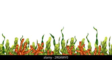 Seamless border of green seaweed and red coral. Underwater tropical flora, exotic plants in the wild world. Isolated digital illustration. Habitat of Stock Photo