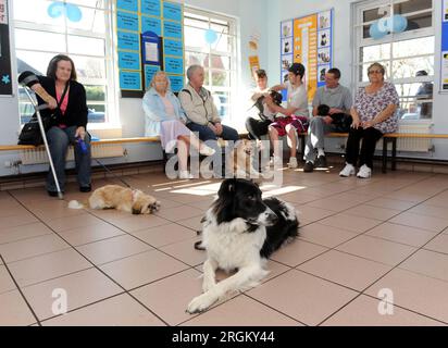 Border Collie - PDSA