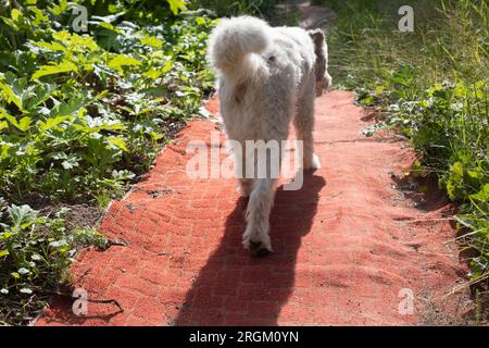 Dog walks on carpet on street. Animal walks in summer. Trimmed dog with white hair. Pet is walking. Stock Photo