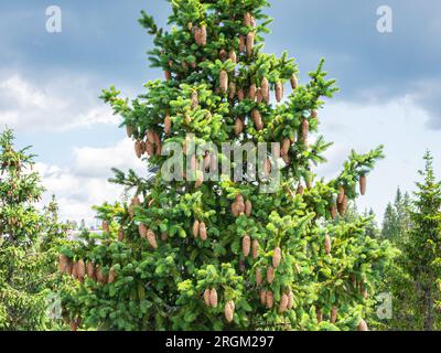 Beautiful green spruce tree with cones Stock Photo