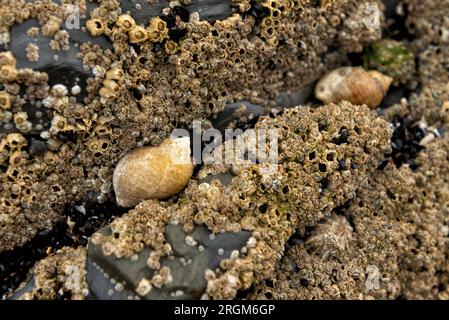 Dog whelks on rock covered in barnacles Stock Photo